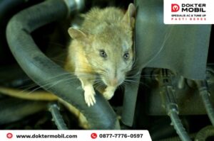 AC Mobil Bau Kencing Tikus