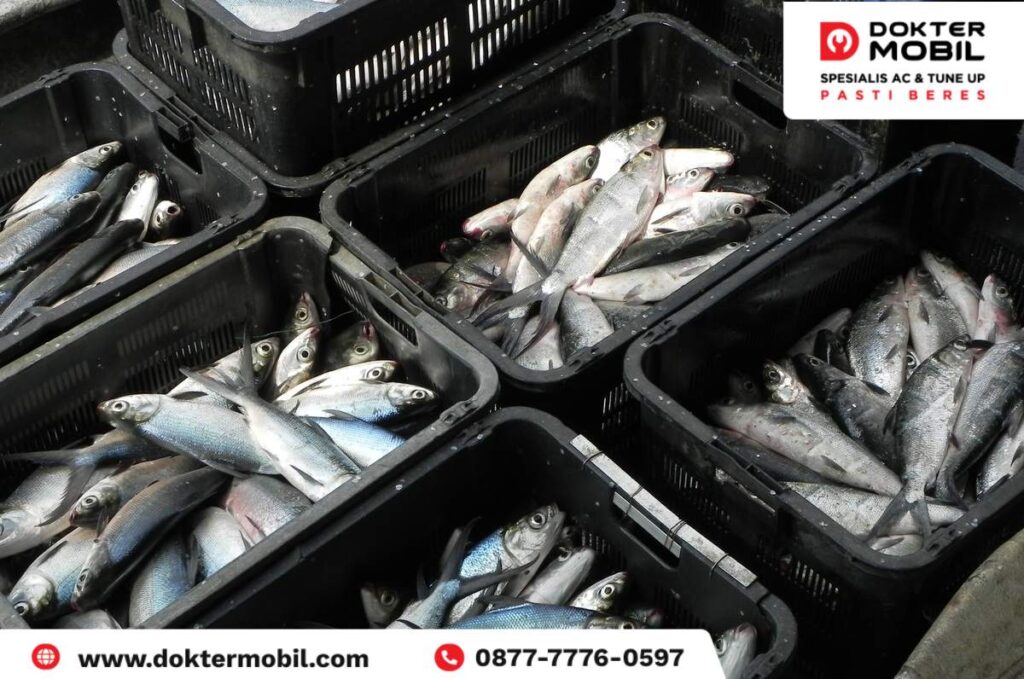 Cara Menghilangkan Bau Ikan di Mobil